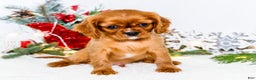 Cavalier King Charles Spaniel dogs for sale: Tiny Tim - Ad 10