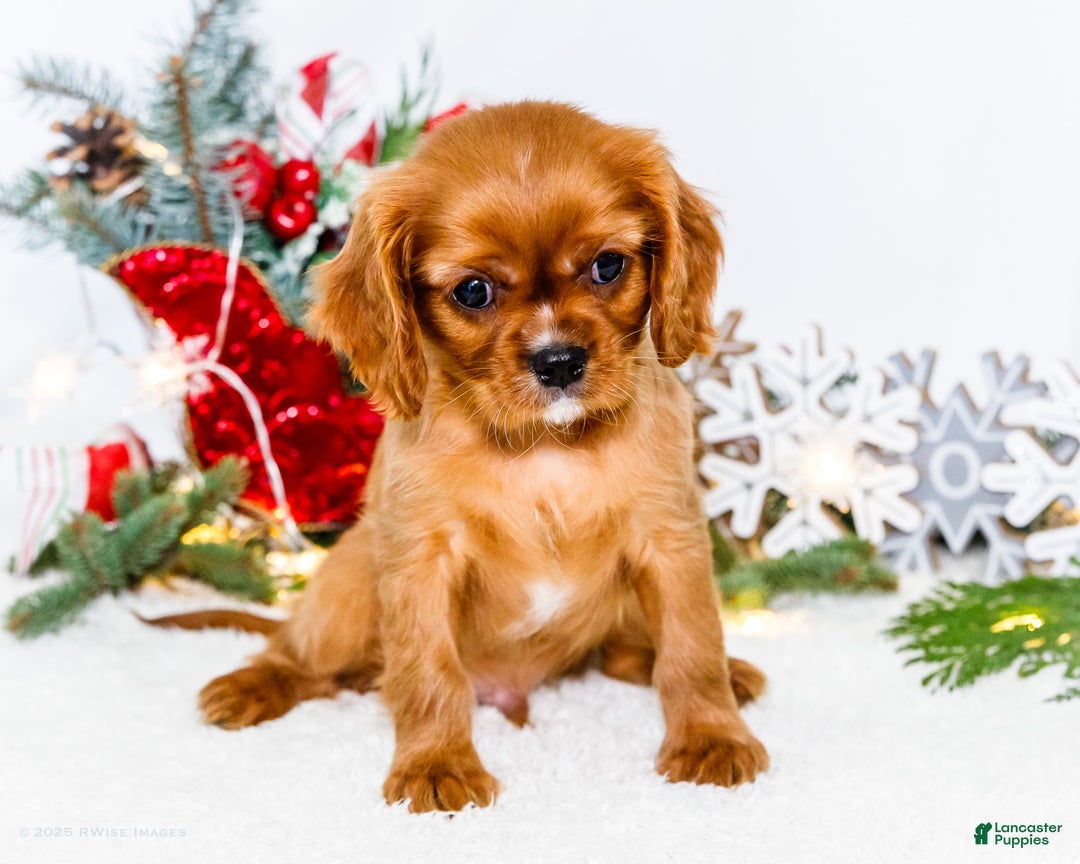 Cavalier King Charles Spaniel dogs for sale: Tiny Tim - Ad 10