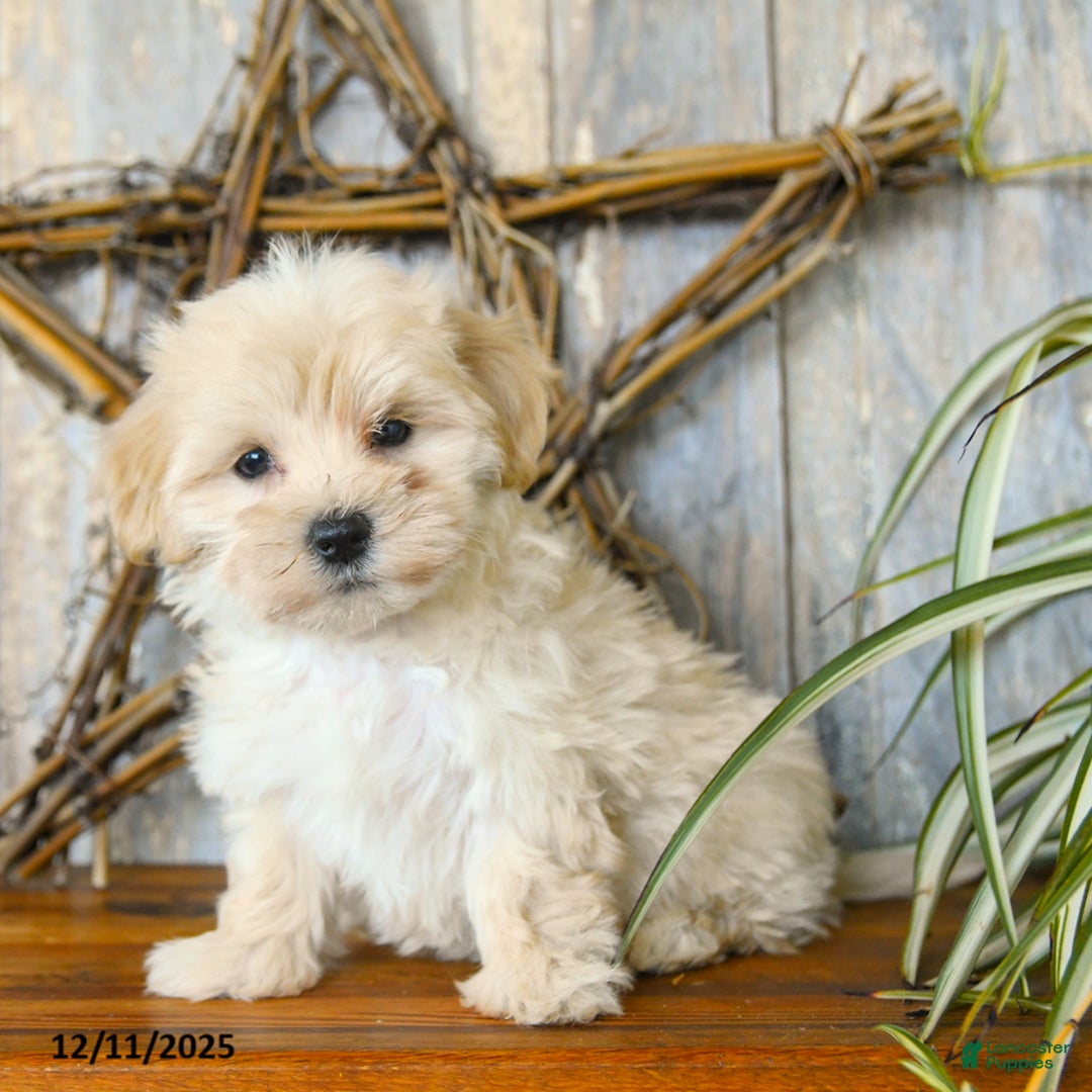 Maltipoo dogs for sale: Love  - Ad 1