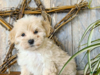 Maltipoo dogs Love - Ad 31