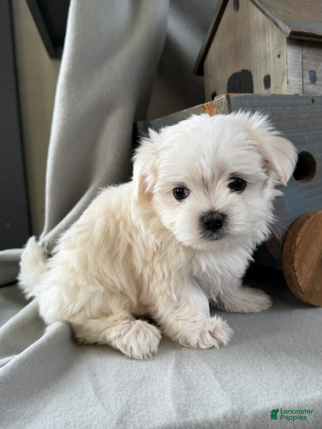 Maltese dogs for sale: Lucky - Ad 4