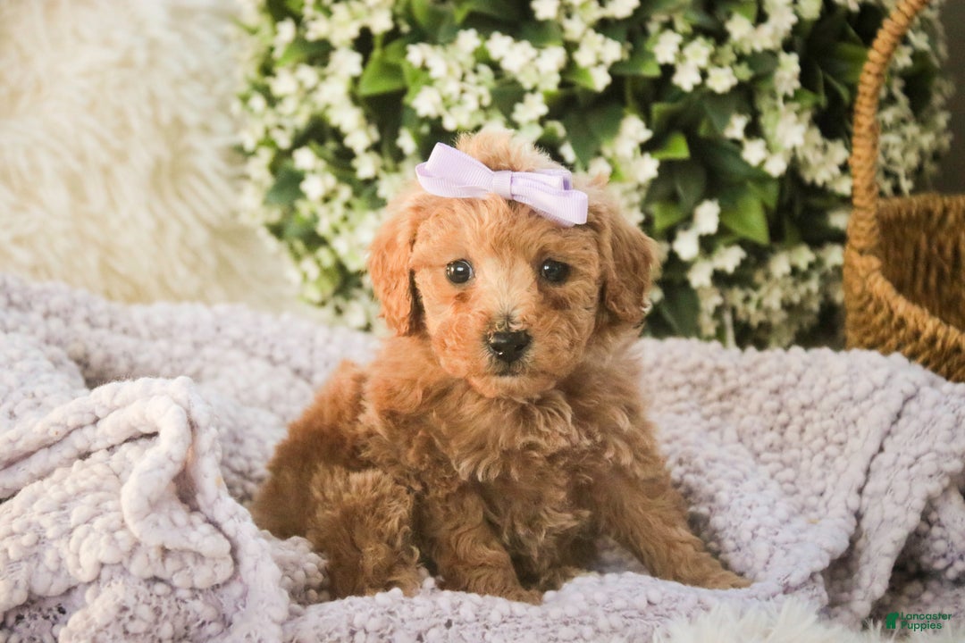 Miniature Poodle dogs for sale: Hazel - Ad 2