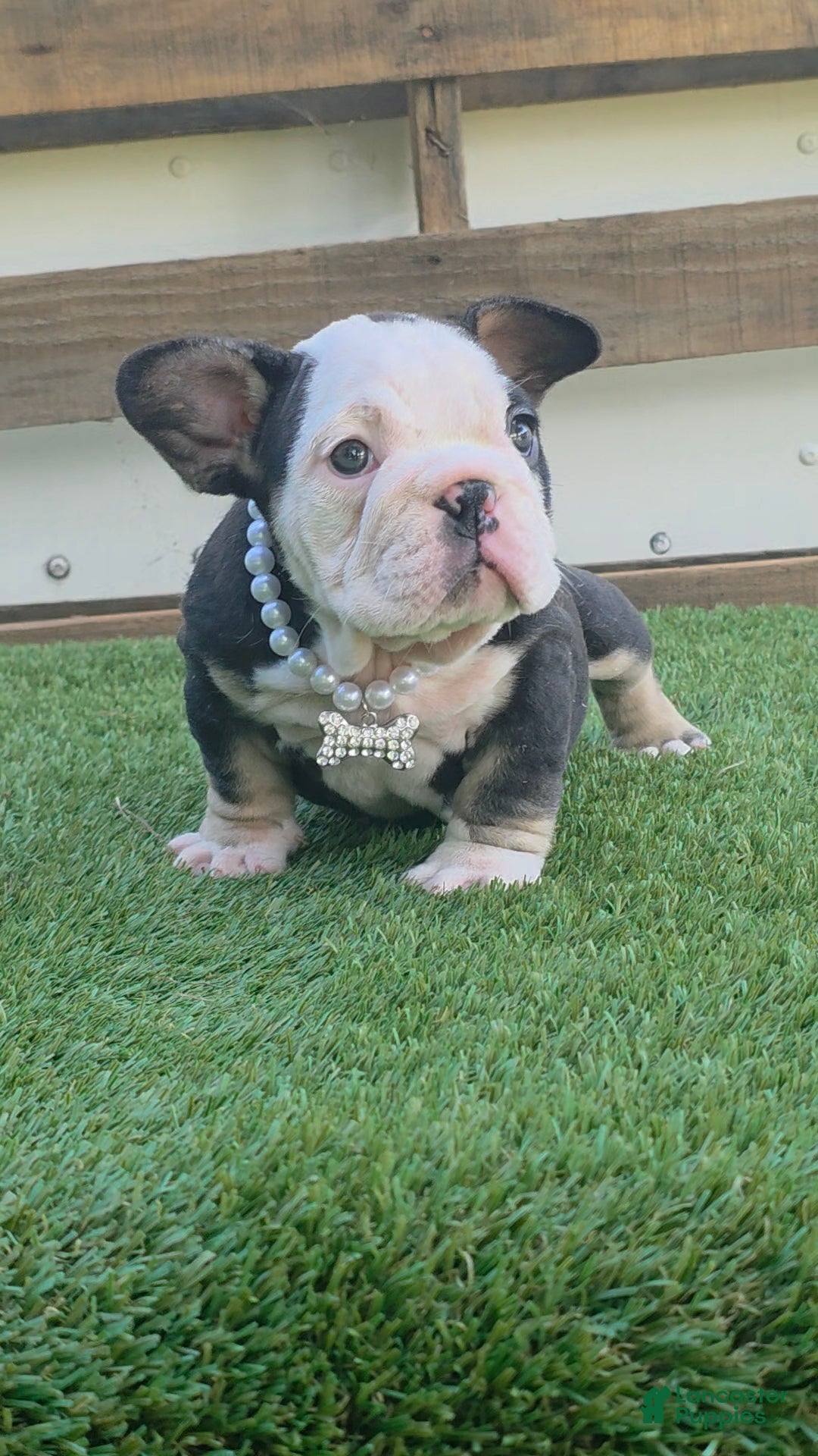American Bully dogs Panda Girl - Ad 1