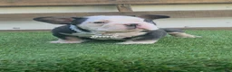 American Bully dogs for sale: Panda Girl - Ad 1