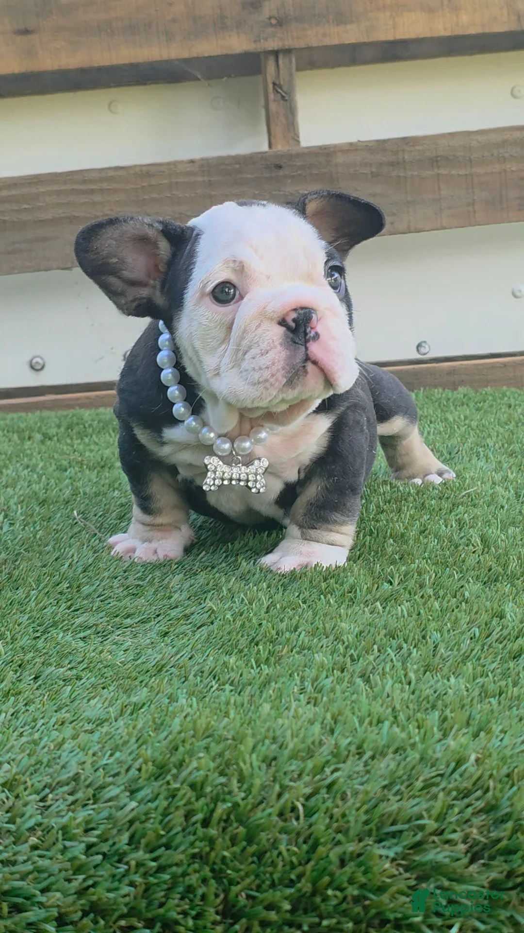 American Bully dogs for sale: Panda Girl - Ad 1