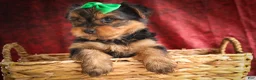 Yorkshire Terrier dogs for sale: DUKE - Ad 6