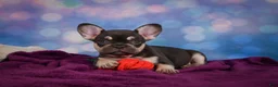 French Bulldog dogs for sale: Debbie - Ad 5