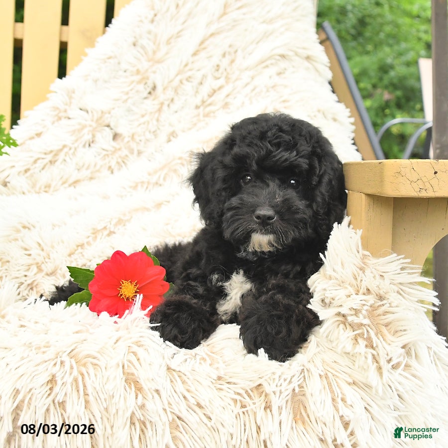 Mini Goldendoodle dogs Josie - Ad 2