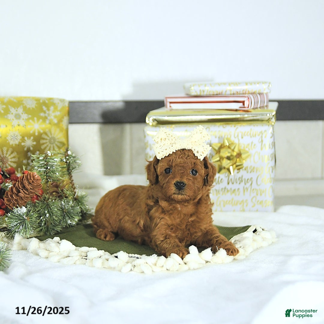 Toy Poodle dogs for sale: Darcy - Ad 6