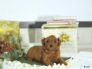 Toy Poodle dogs Darcy - Ad 38
