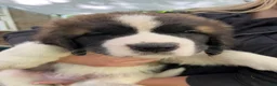 Saint Bernard dogs for sale: Saint Bernard 2 Bobby - Ad 1