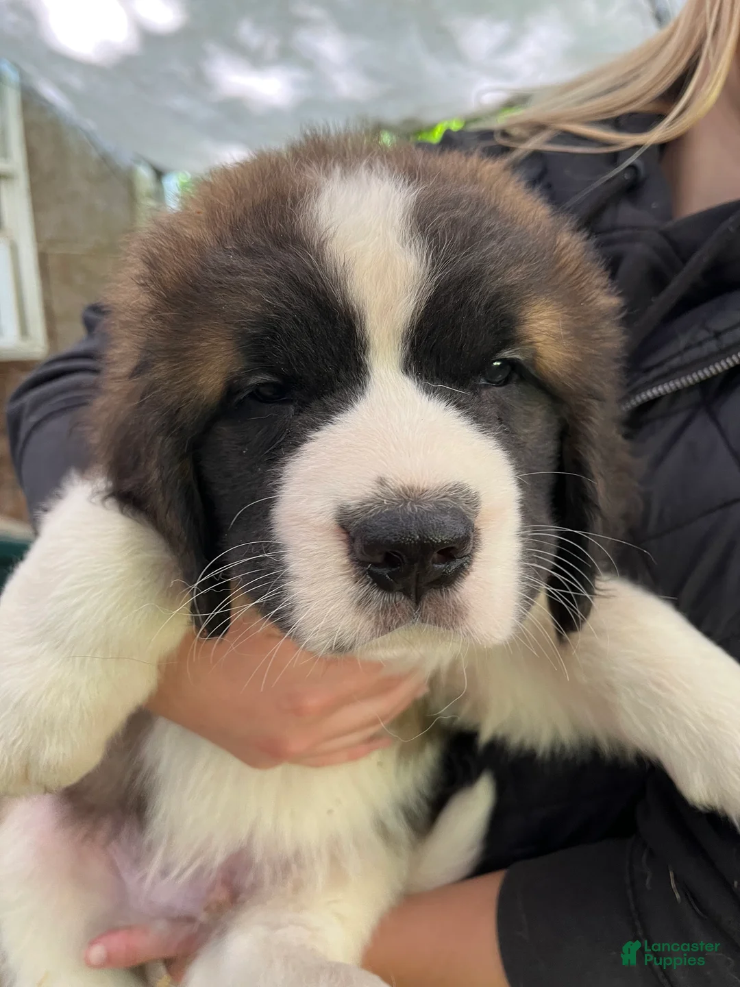Saint Bernard dogs for sale: Saint Bernard 2 Bobby - Ad 1