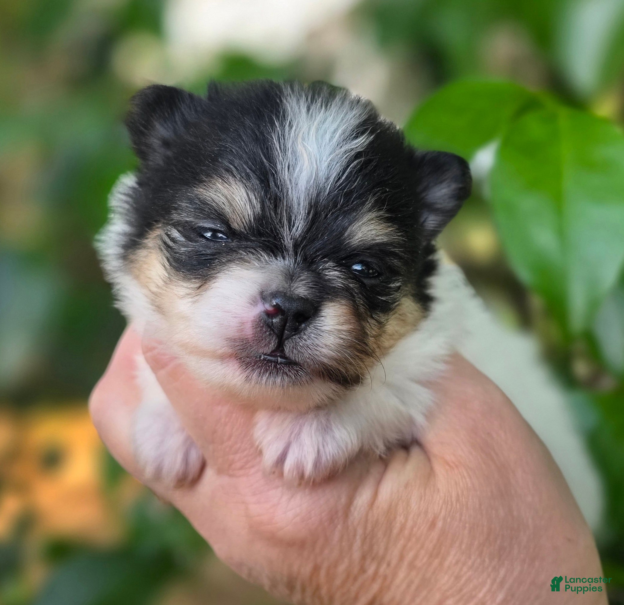 Pomeranian dogs Rumor  - Ad 1