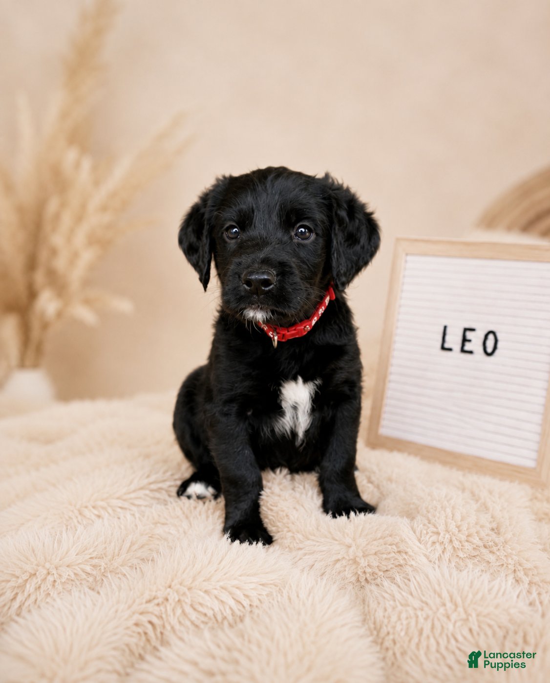 Labradoodle dogs Leo - Ad 1