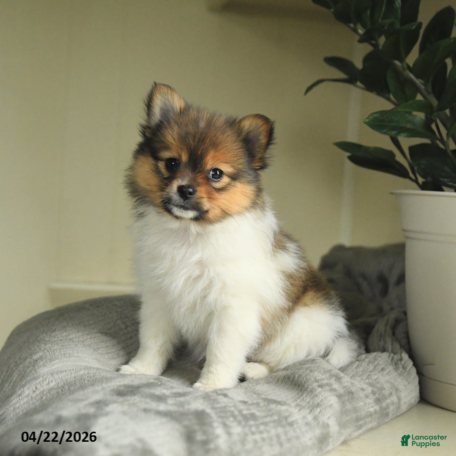 Pomeranian dogs Sasha - Ad 2