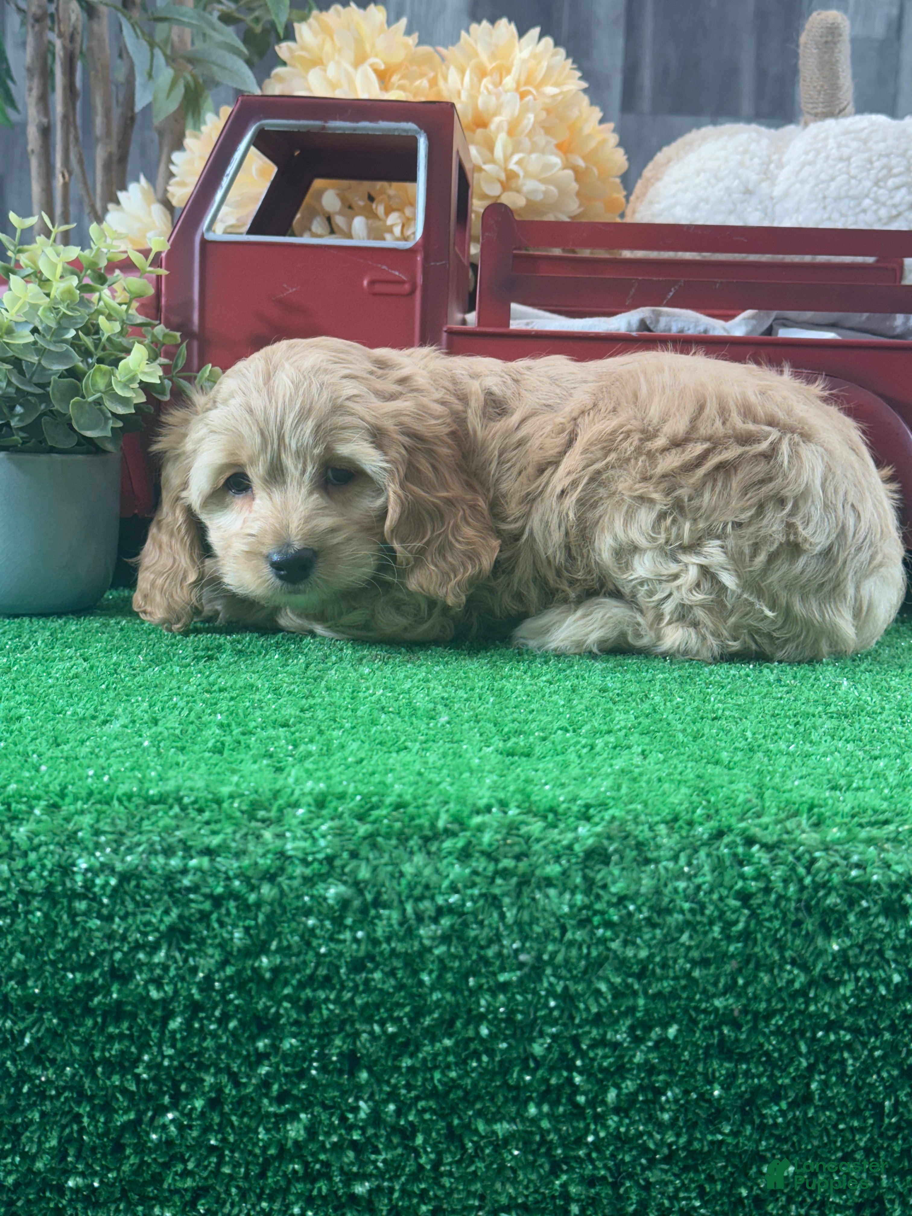 Cockapoo dogs Nellie  - Ad 34