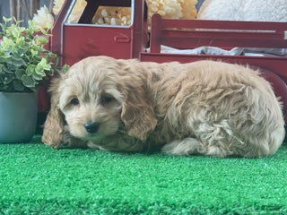 Cockapoo dogs Nellie - Ad 39