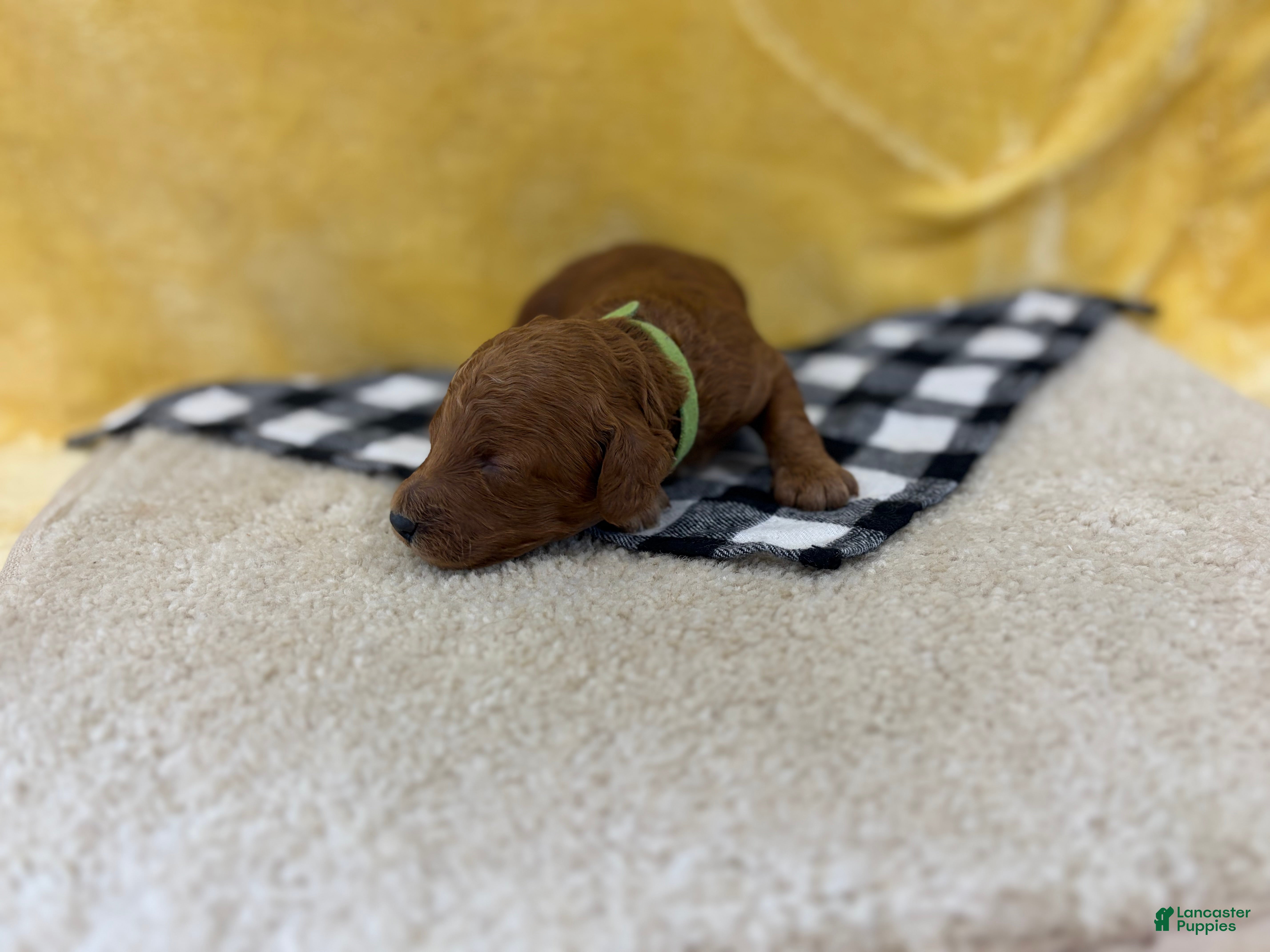 Mini Goldendoodle dogs Skip - Ad 1