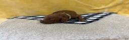 Mini Goldendoodle dogs for sale: Skip - Ad 1