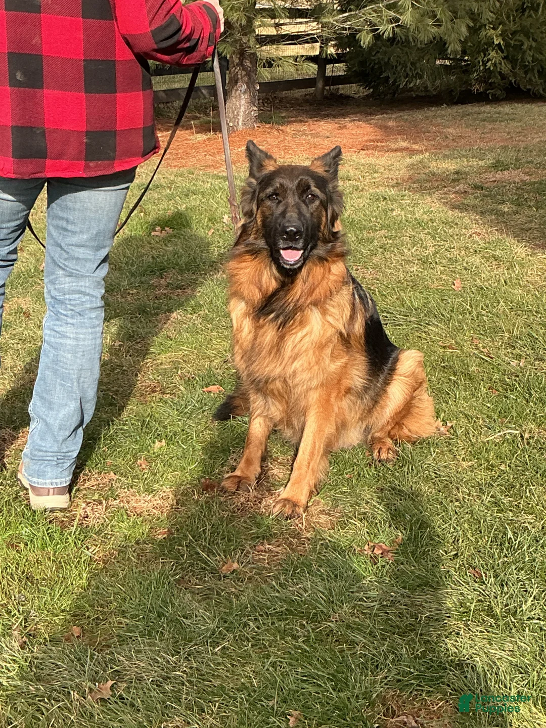 German Shepherd dogs for sale: German Shepherd Puppy 4 - Ad 2