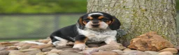 Beagle dogs for sale:  Cypress 🦴🐶 - Ad 5