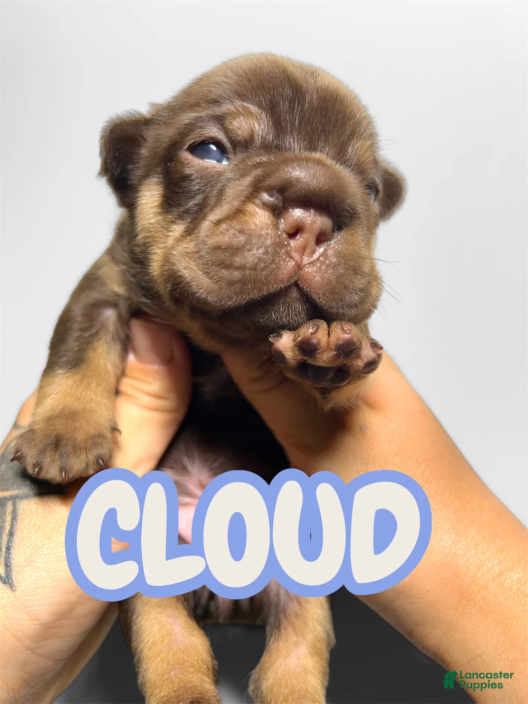 French Bulldog dogs for sale: Cloud - Ad 1