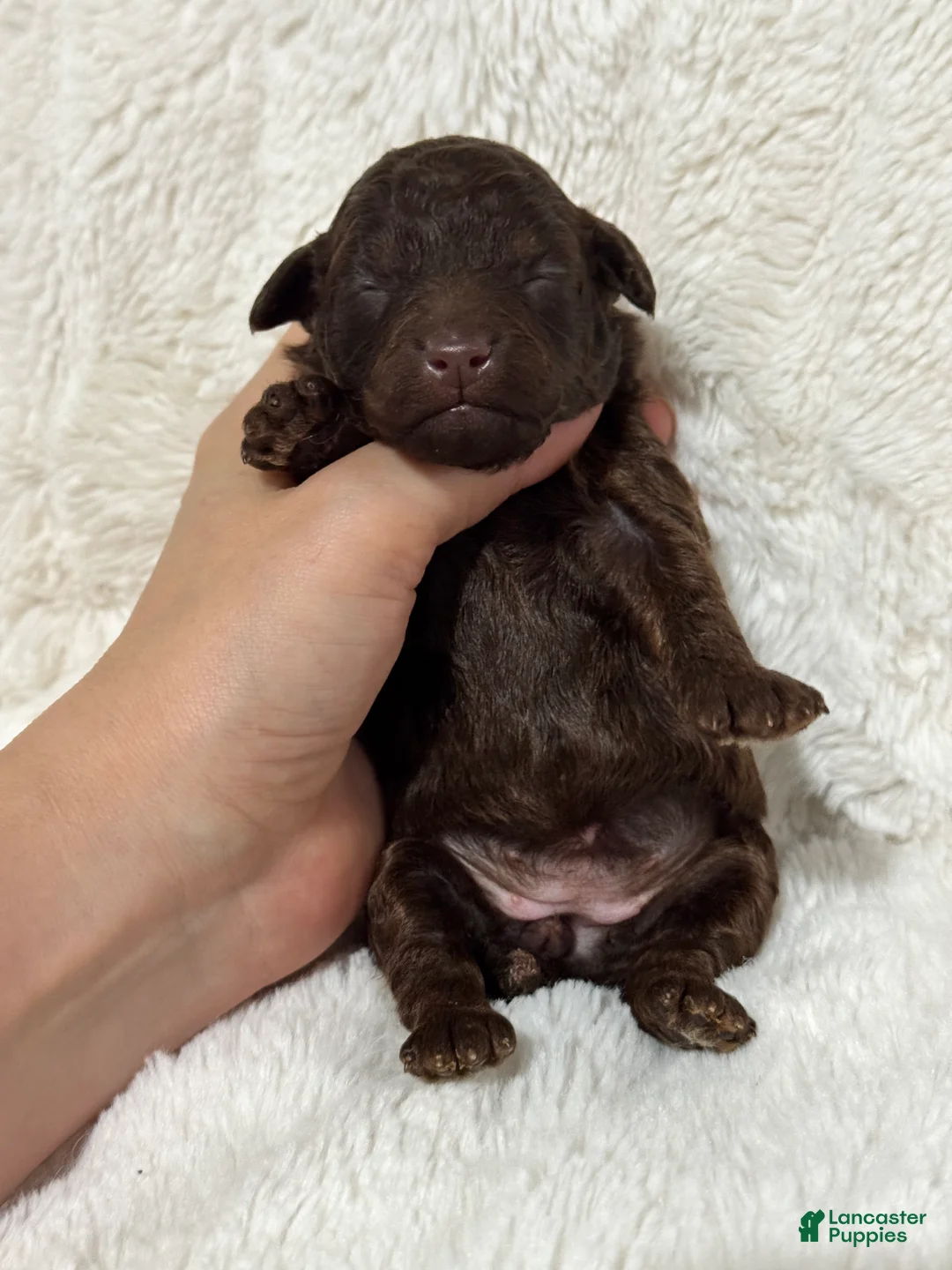 Toy Poodle dogs for sale: Ellie - Ad 2