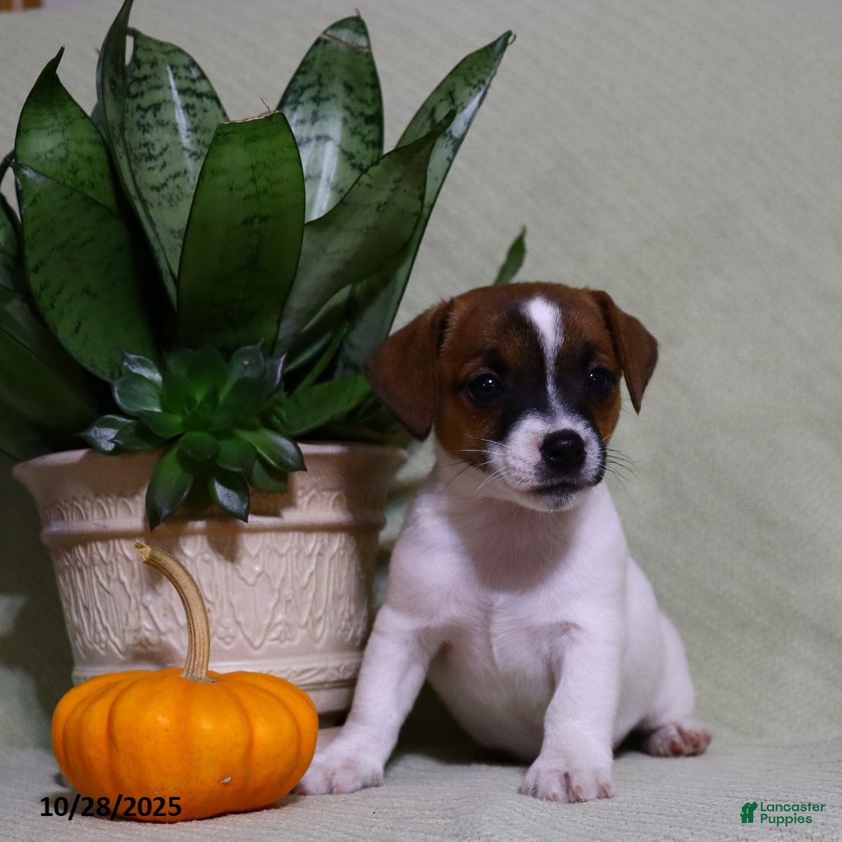 Jack Russell Terrier Puppies for sale in Ohio Lancaster Puppies