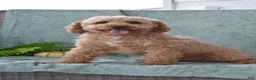 Cockapoo dogs for sale: Lucky - Ad 6