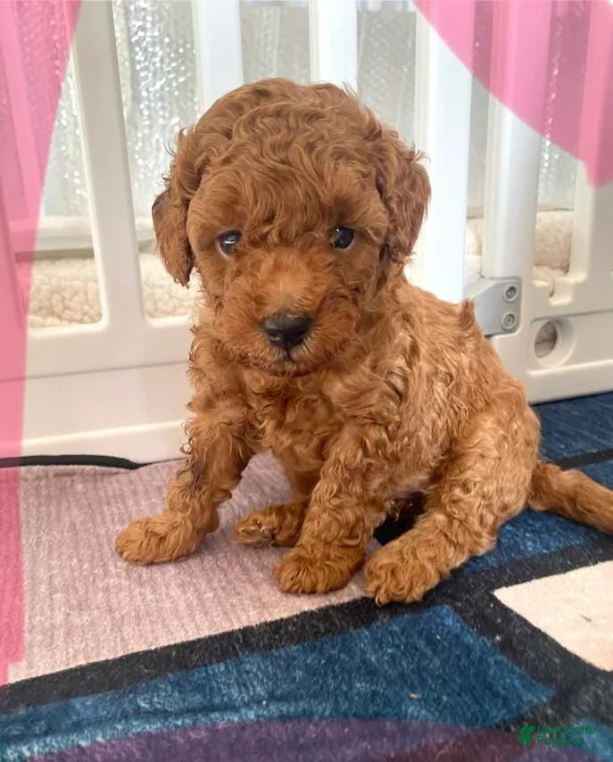 Toy Poodle dogs Billy - Ad 4