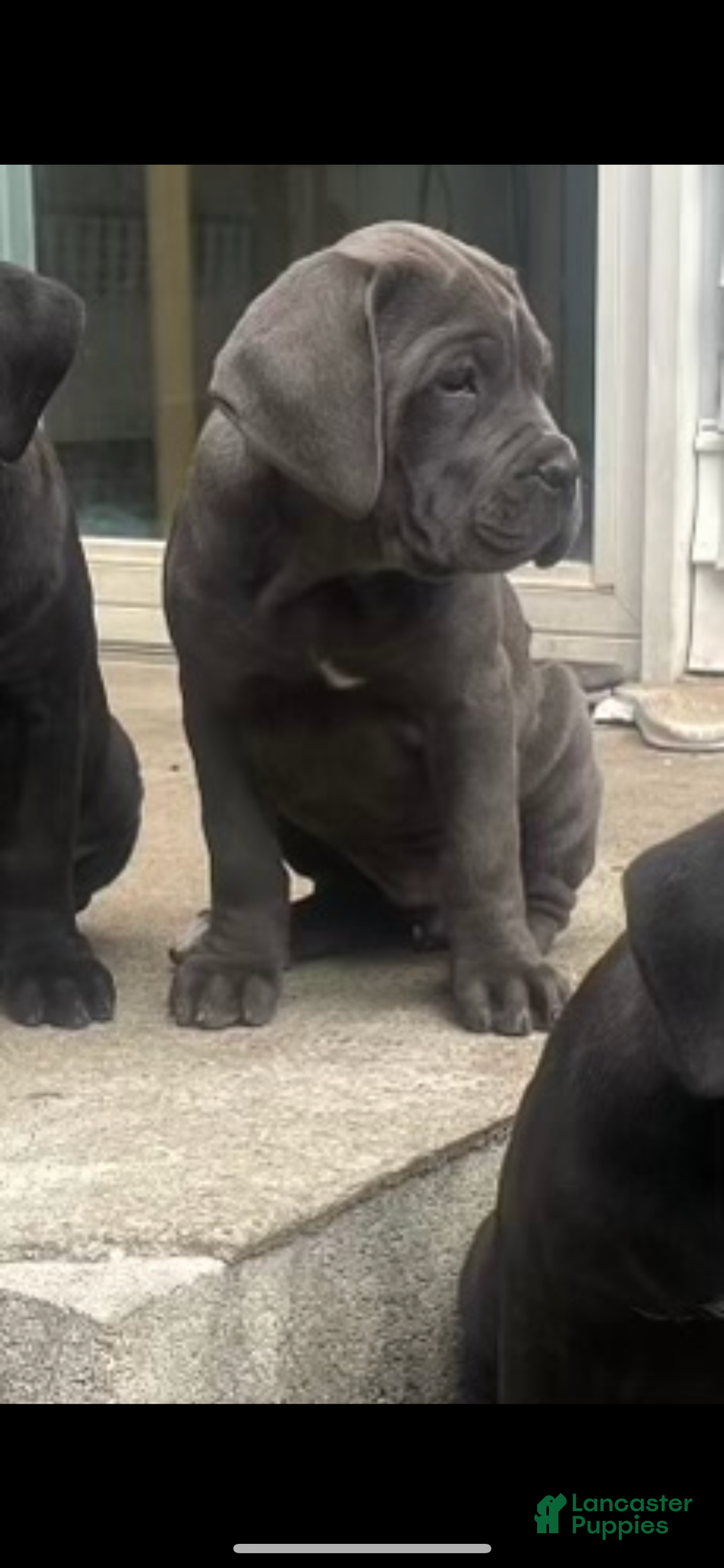 Cane Corso dogs for sale: Cane Corso Puppy 2 - Ad 2