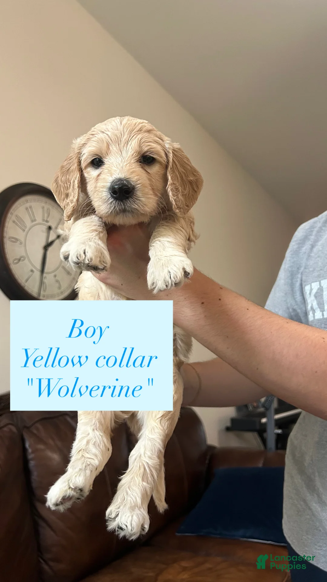 Goldendoodle dogs for sale: Wolverine - Ad 1