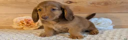 Miniature Dachshund dogs for sale: Heath  - Ad 7