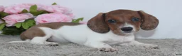 Miniature Dachshund dogs for sale: Jenna - Ad 4