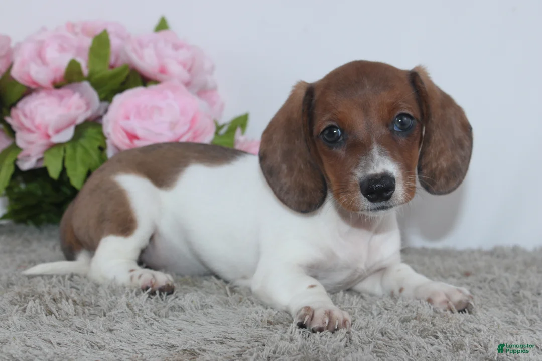 Miniature Dachshund dogs for sale: Jenna - Ad 4