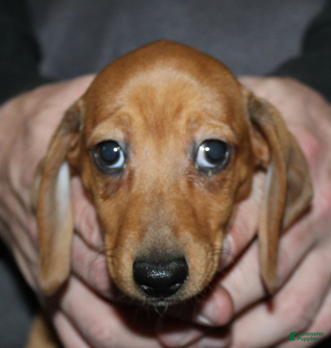Miniature Dachshund dogs for sale: Steele - Ad 2