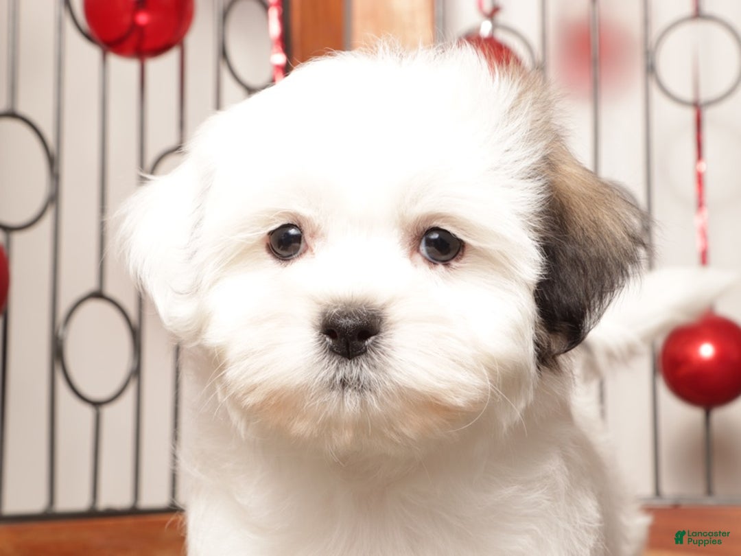Teddy Bear dogs for sale: Mocha - Ad 3