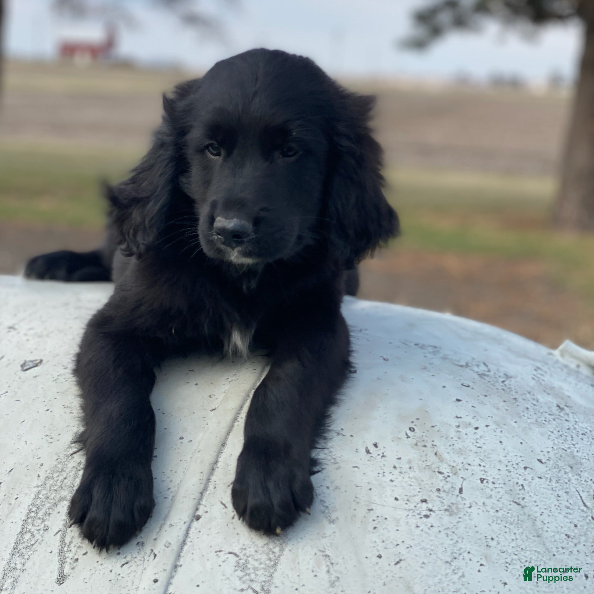 Mixed Breed dogs Bear - Ad 22