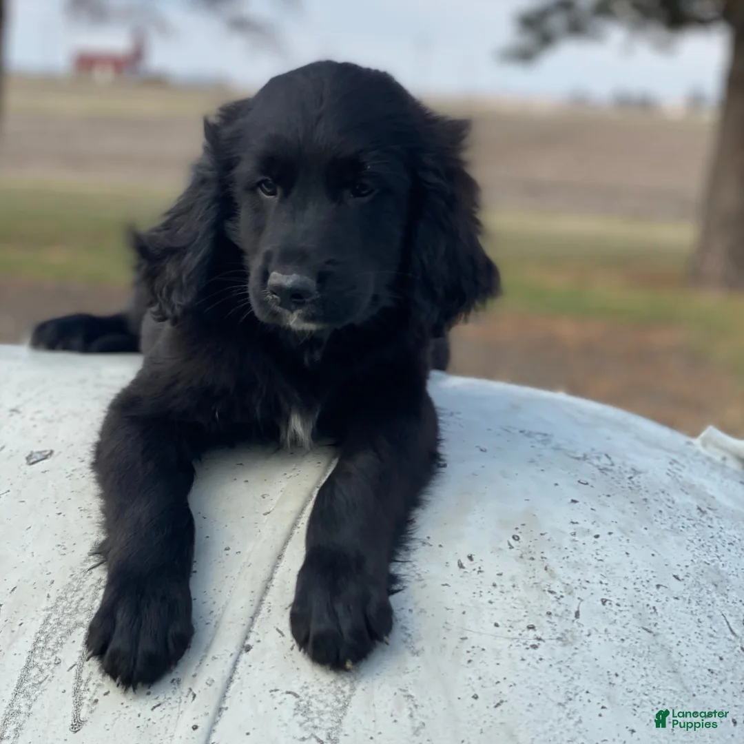 Mixed Breed dogs for sale: Bear - Ad 1