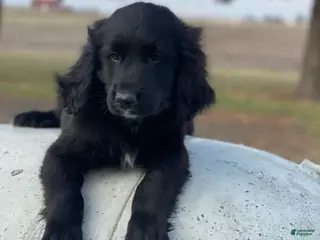 Mixed Breed dogs Bear - Ad 37