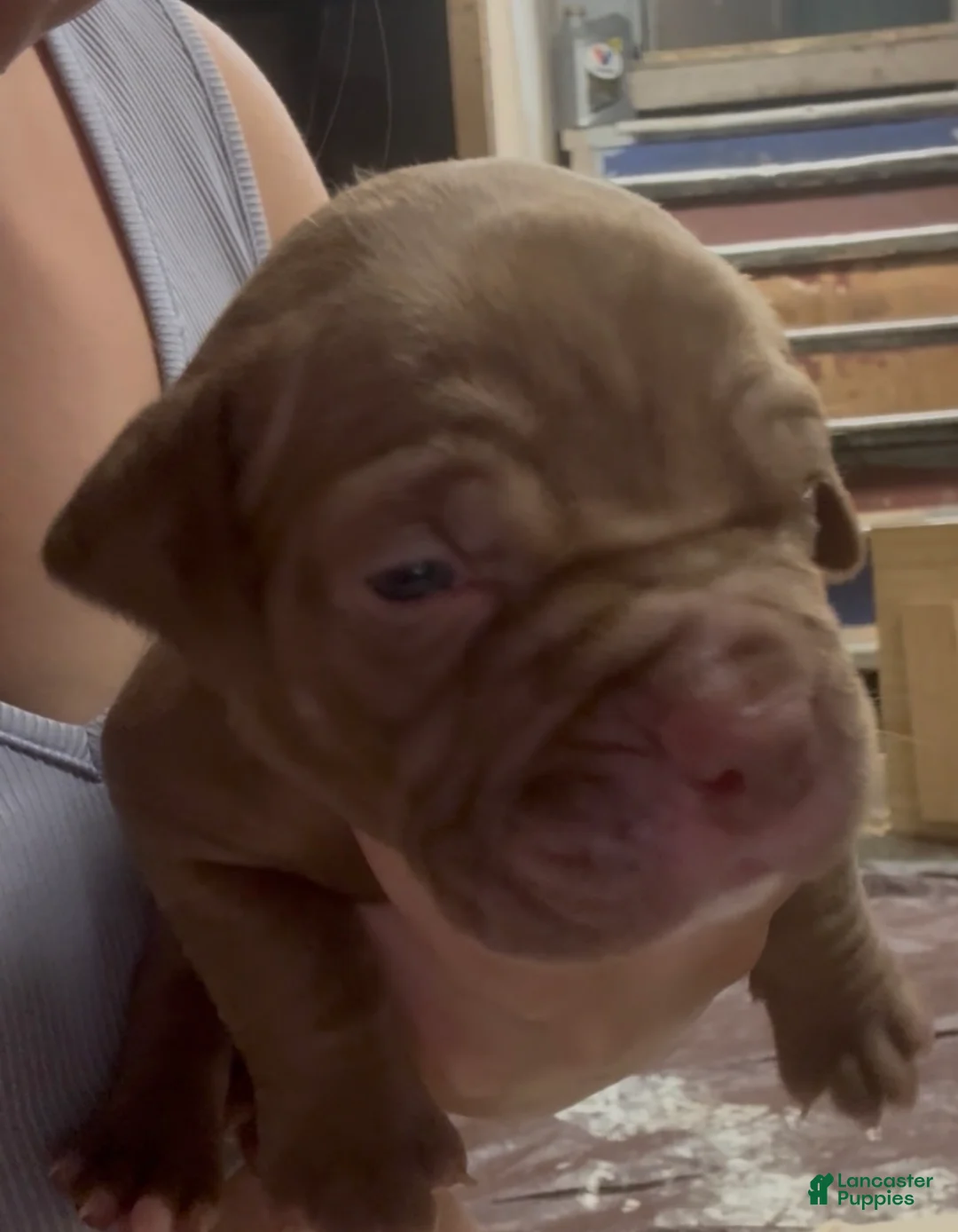 American Pit Bull Terrier dogs for sale: Dallas - Ad 2