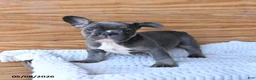 French Bulldog dogs for sale: Hippo - Ad 3