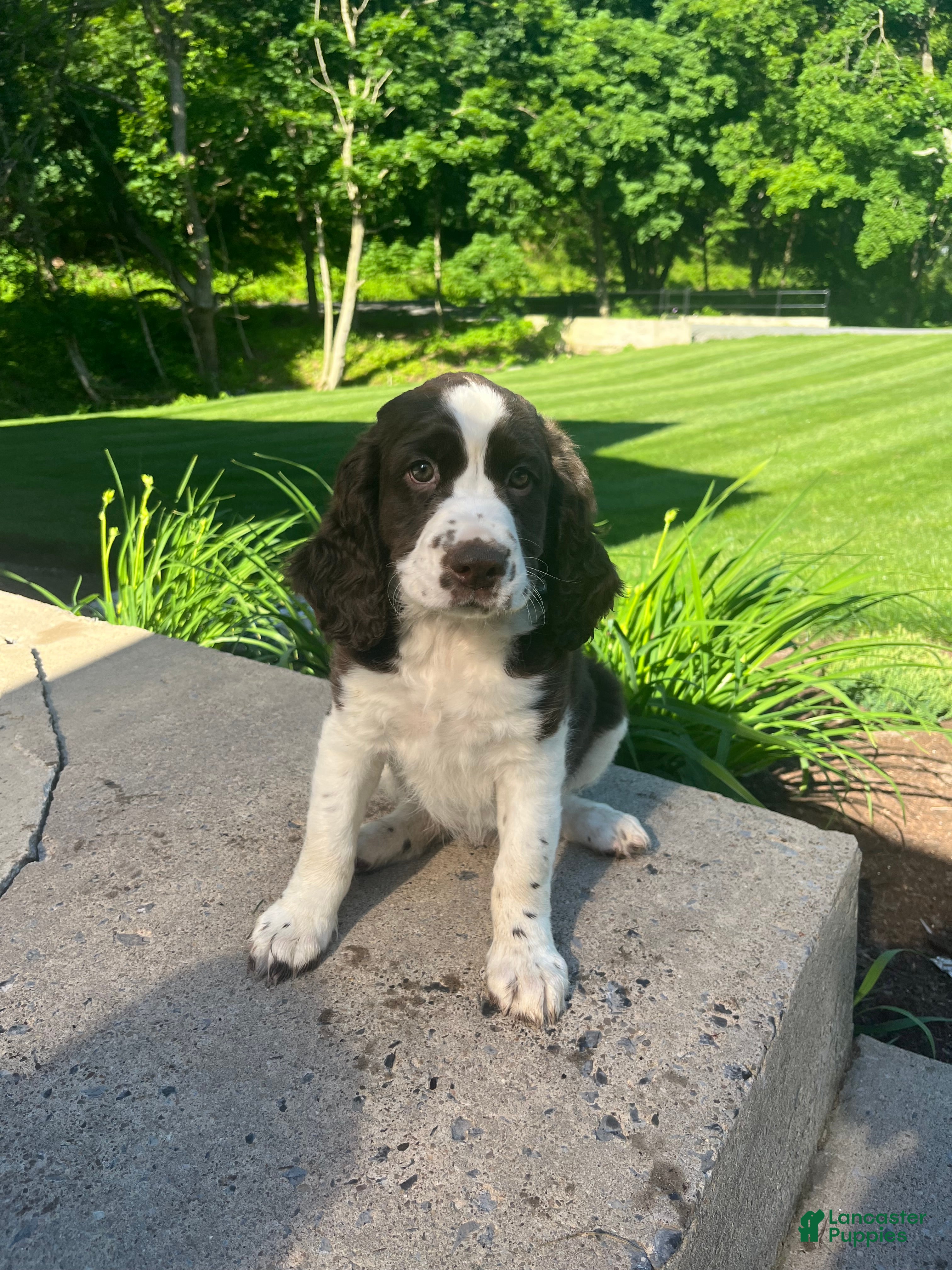 English Springer Spaniel dogs Periwinkle - Ad 2