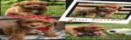 Miniature Poodle dogs for sale: Sugar - Ad 4