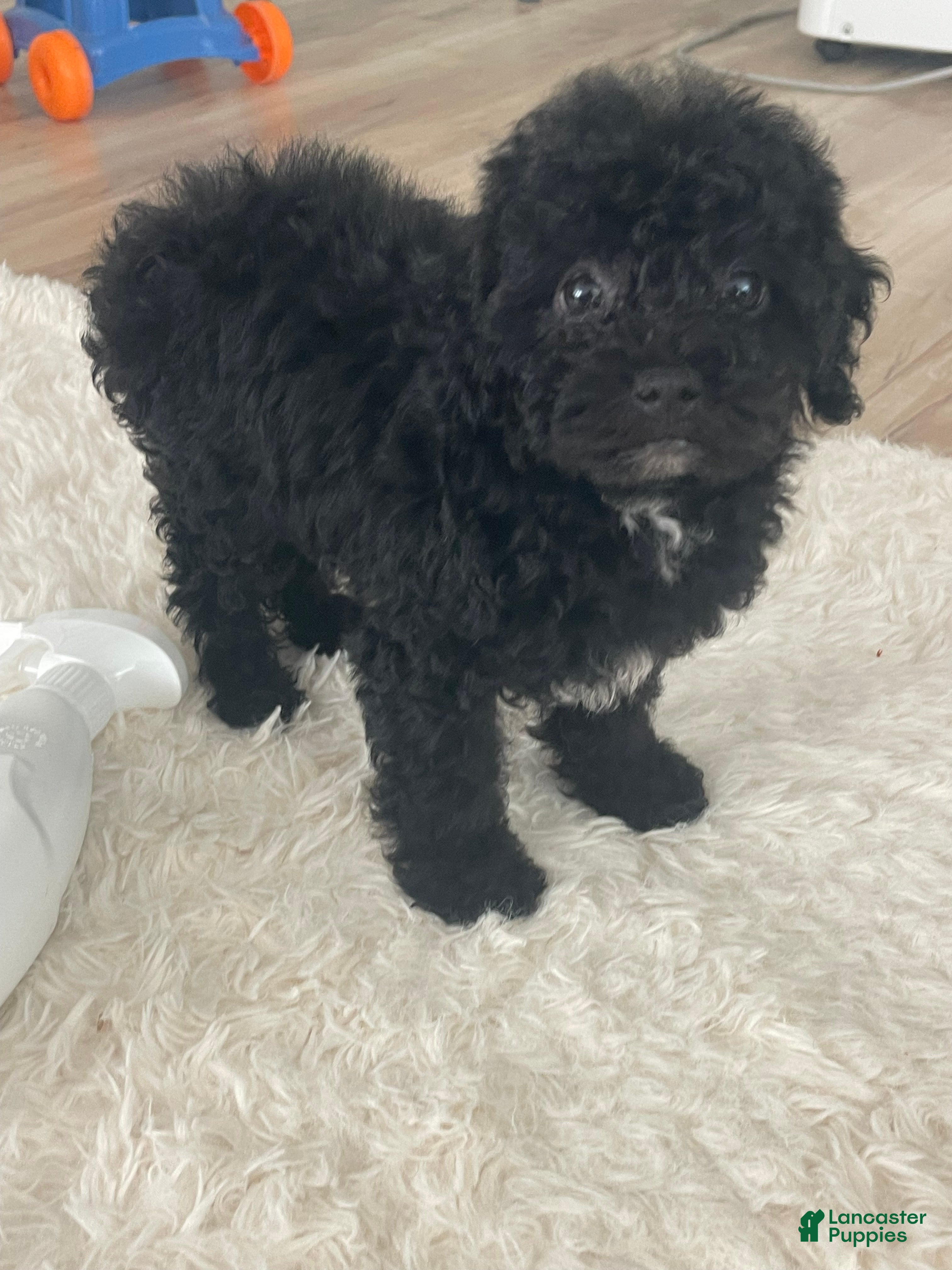 Toy Poodle dogs Toy Poodle Puppy 2 - Ad 2