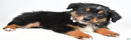 Miniature Australian Shepherd dogs for sale: Macy  - Ad 6