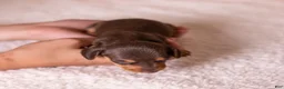 Miniature Dachshund dogs for sale: Scout - Ad 3