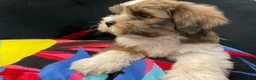 Mixed Breed dogs for sale: LeeLee - Ad 9