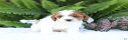 Mini Goldendoodle dogs for sale: Dolly - Ad 3