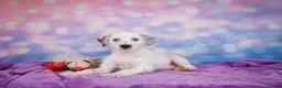 Mixed Breed dogs for sale: Rex - Ad 10